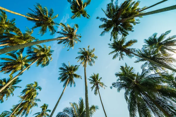 Красивая кокосовая пальма на голубом небе — стоковое фото