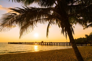 Hindistan cevizi palmiyesi