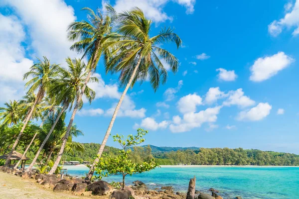 Coconut palmträd på stranden och havet — Stockfoto