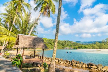 Plaj ve deniz Hindistan cevizi hurma ağacı