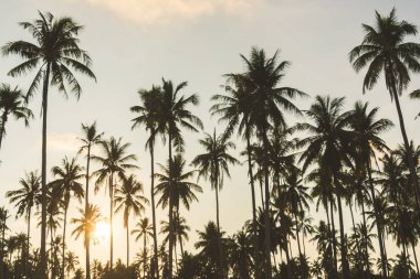 Hindistan cevizi palmiyesi