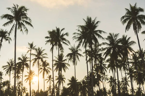 Hindistan cevizi palmiyesi