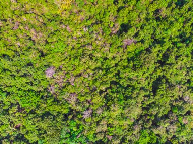 Orman içinde Yeşil ağaç havadan görünümü