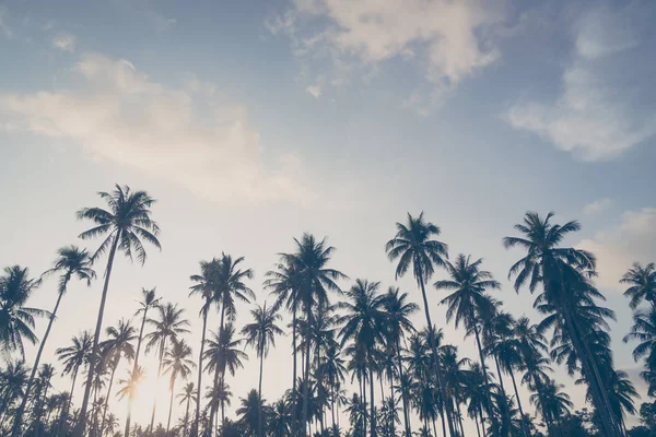 Palmeira de coco — Fotografia de Stock