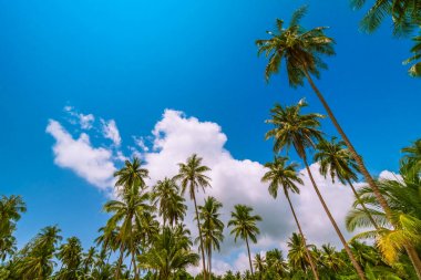 Deniz ve plaj manzara ile güzel cennet ada