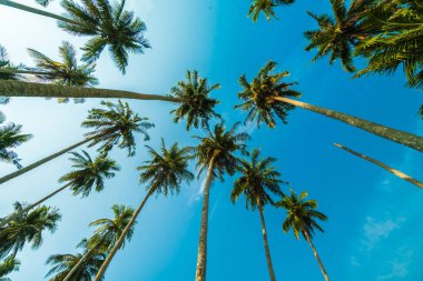 Mavi gökyüzü güzel Hindistan cevizi hurma ağacı
