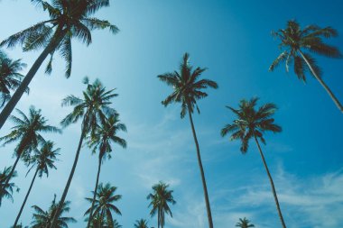 Hindistan cevizi palmiyesi