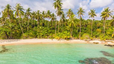Güzel bir plaj ve deniz Hindistan cevizi hurma ağacı ile havadan görünümü