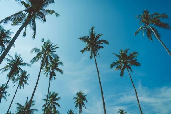 Coconut palm tree — Stock Photo, Image