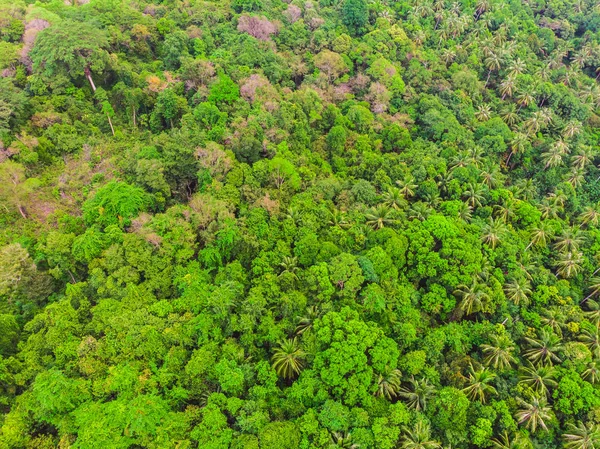 Orman içinde Yeşil ağaç havadan görünümü — Stok fotoğraf