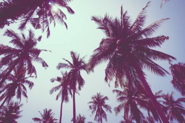 Hindistan cevizi palmiyesi