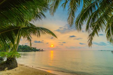 Plaj ve deniz çevresinde Hindistan cevizi hurma ile güzel cennet ada