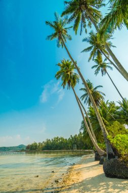 Güzel cennet ada plaj ve deniz