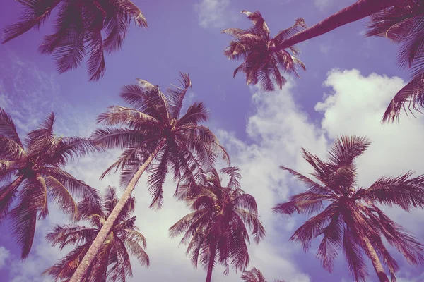 在天空上的椰子棕榈树 — 图库照片