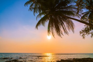 Hindistan cevizi palmiyesi