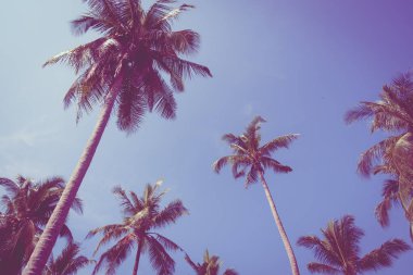 Hindistan cevizi palmiyesi