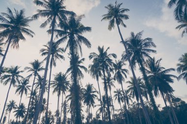 Hindistan cevizi palmiyesi