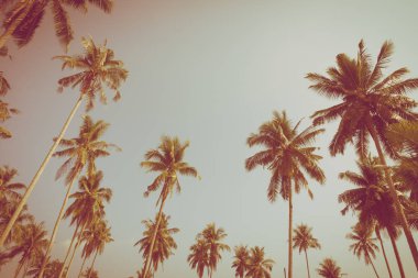 Hindistan cevizi palmiyesi