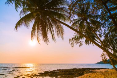 Hindistan cevizi palmiyesi