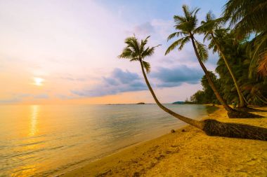Plaj ve deniz çevresinde Hindistan cevizi hurma ile güzel cennet ada