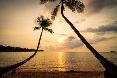 Plaj ve deniz çevresinde Hindistan cevizi hurma ile güzel cennet ada