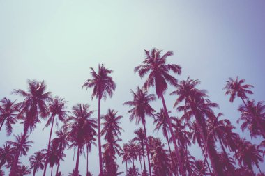 Hindistan cevizi palmiyesi