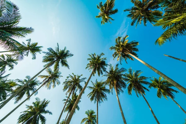 Mooie coconut palm tree op blauwe hemel — Stockfoto