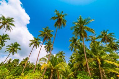 Deniz ve plaj manzara ile güzel cennet ada