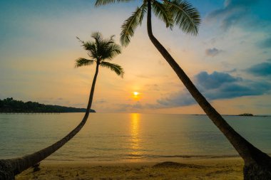 Plaj ve deniz çevresinde Hindistan cevizi hurma ile güzel cennet ada