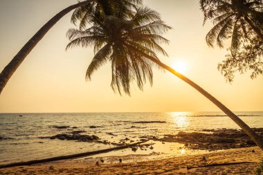 Hindistan cevizi palmiyesi