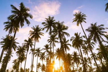 Hindistan cevizi palmiyesi