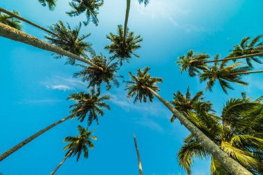 Mavi gökyüzü güzel Hindistan cevizi hurma ağacı