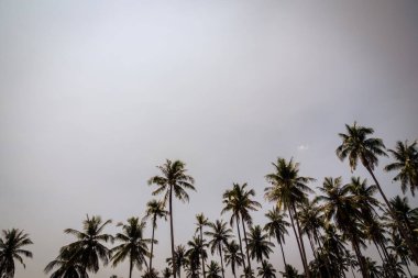 Hindistan cevizi palmiyesi