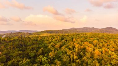 Güzel bir plaj ve deniz ile Hindistan cevizi hurma ağacı havadan görünümü