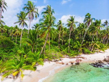 Güzel bir plaj ve deniz Hindistan cevizi hurma ağacı ile havadan görünümü