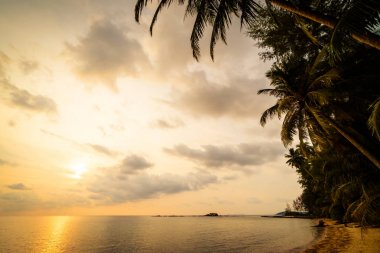 Plaj ve deniz çevresinde Hindistan cevizi hurma ile güzel cennet ada