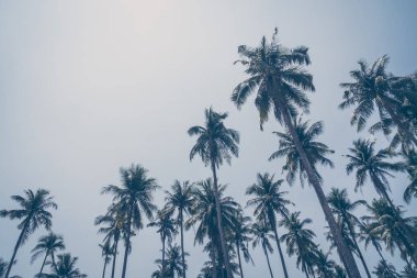 Hindistan cevizi palmiyesi