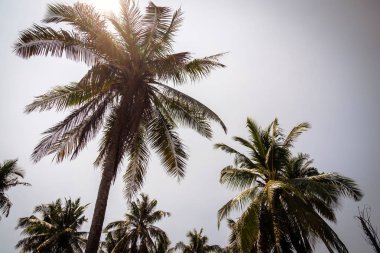 Hindistan cevizi palmiyesi