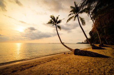Plaj ve deniz çevresinde Hindistan cevizi hurma ile güzel cennet ada