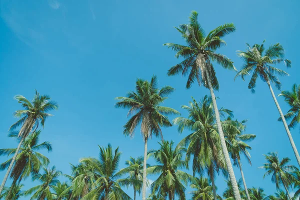 Kokosnoot palmboom — Stockfoto