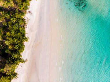 Plaj ve deniz ile Hindistan cevizi hurma ağacı güzel havadan görünümü
