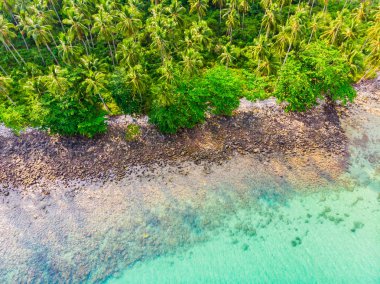Plaj ve deniz ile Hindistan cevizi hurma ağacı güzel havadan görünümü