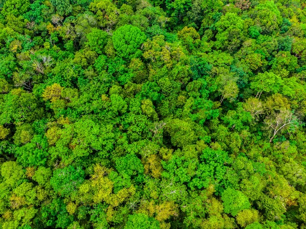 Doğa ağaç ormandaki güzel havadan görünümü — Stok fotoğraf