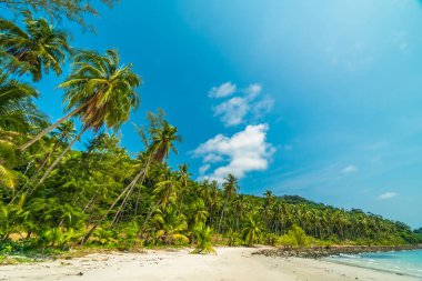 Güzel doğa tropikal plaj ve deniz ile Hindistan cevizi hurma ağacı o