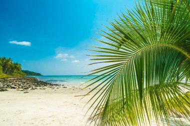 Güzel doğa tropikal plaj ve deniz ile Hindistan cevizi hurma ağacı o