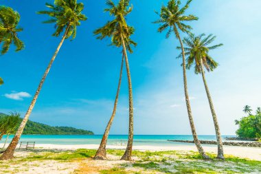 Güzel doğa tropikal plaj ve deniz ile Hindistan cevizi hurma ağacı o