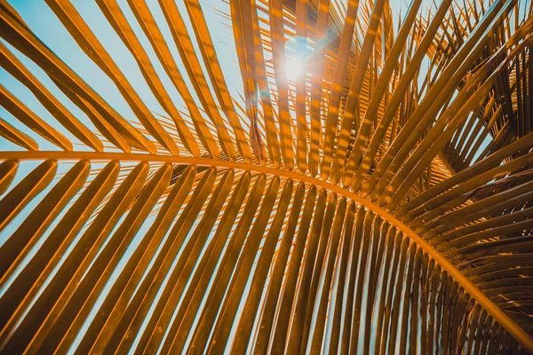 Закройте кокосовый лист на фоне неба — стоковое фото