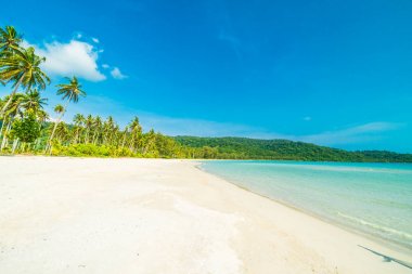 Güzel doğa tropikal plaj ve deniz ile Hindistan cevizi hurma ağacı o