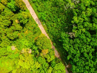 Yol ile orman içinde ağaç havadan görünümü