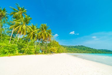 Güzel doğa tropikal plaj ve deniz ile Hindistan cevizi hurma ağacı o